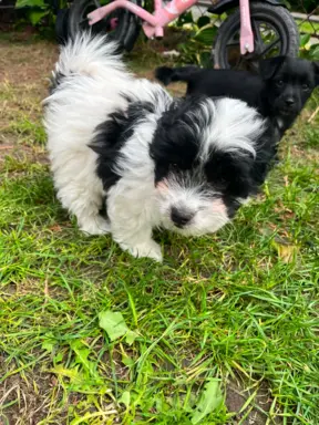 Wyjątkowe Maltipoo F1b 8