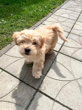 Wyjątkowe Maltipoo F1b 9