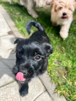 Wyjątkowe Maltipoo F1b 10