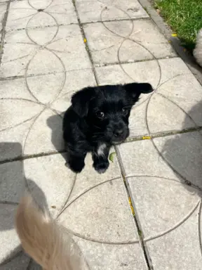 Wyjątkowe Maltipoo F1b 11