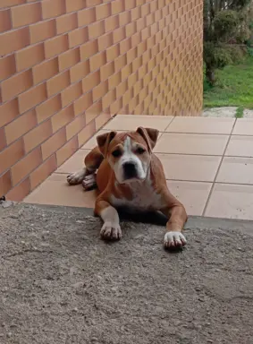 American Staffordshire Terrier 7