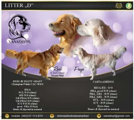Szczeniaki golden retriever 7