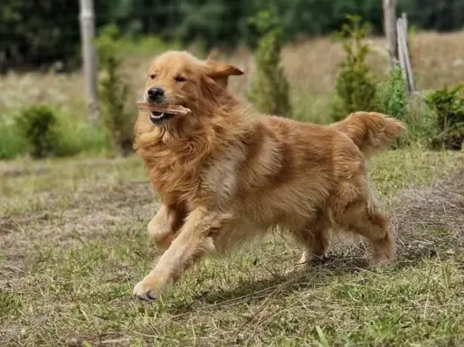 Szczeniaki golden retriever 6