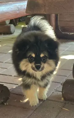 Szpic miniaturowy,pomeranian piesek 6