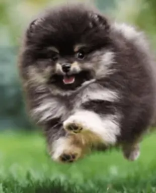 Szpic miniaturowy,pomeranian piesek 1