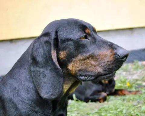 Reproduktory rasy GOŃCZY POLSKI polujce zapraszają suczki 4