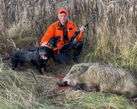 Reproduktory rasy GOŃCZY POLSKI polujce zapraszają suczki 7