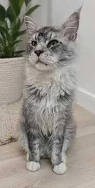 Kocur Maine Coon FPL FIFE 7