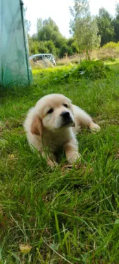 Szczeniaki golden retriever gotowe do odbioru 3