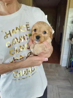 Piekne sunie Cavapoo 2