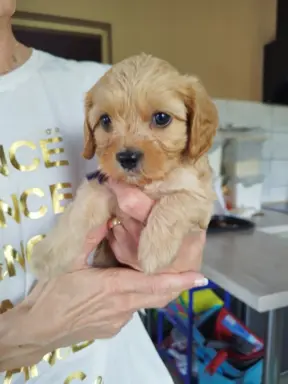 Piekne sunie Cavapoo 1