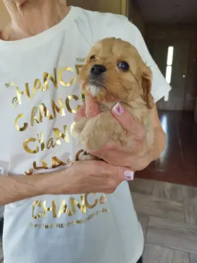 Piekne sunie Cavapoo 4