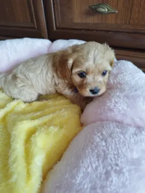 Piekne sunie Cavapoo 3