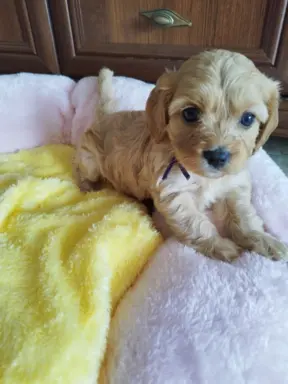 Piekne sunie Cavapoo 5