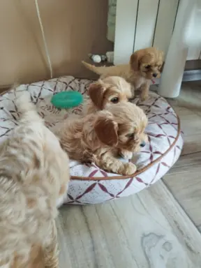 Piekne sunie Cavapoo 6