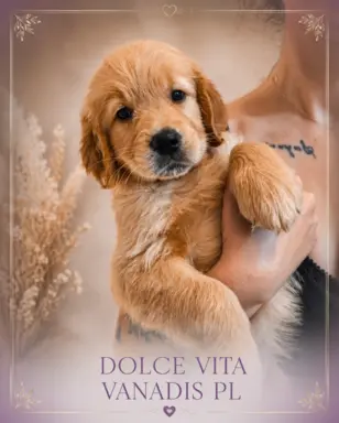 Golden retriever po przebadanych rodzicach gotowe do odbioru 6