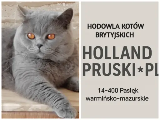 Kotka brytyjska odbiór koniec września można rezerwować 4