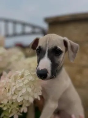Chart Angielski WHIPPET ZKwP/FCI 8