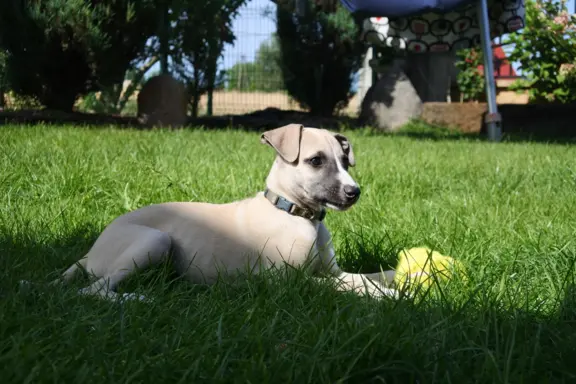 Chart Angielski WHIPPET ZKwP/FCI 10