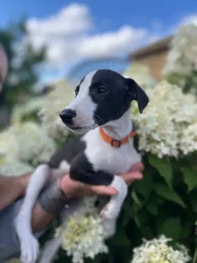 Chart Angielski WHIPPET ZKwP/FCI 11