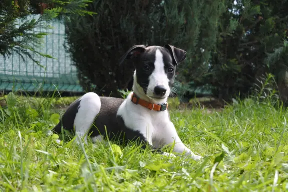 Chart Angielski WHIPPET ZKwP/FCI 12