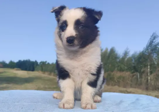 Prześliczna Suczka BORDER COLLIE - pełna dok. super rodzice 2
