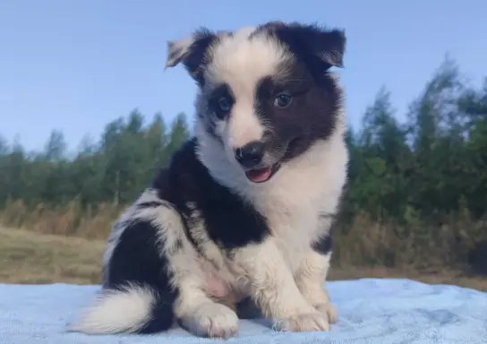 Prześliczna Suczka BORDER COLLIE - pełna dok. super rodzice 3