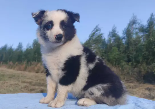 Prześliczna Suczka BORDER COLLIE - pełna dok. super rodzice 1