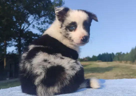 Prześliczna Suczka BORDER COLLIE - pełna dok. super rodzice 4