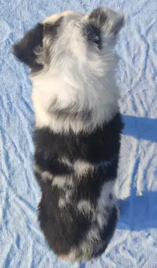 Prześliczna Suczka BORDER COLLIE - pełna dok. super rodzice 5