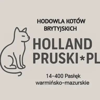 Kocurek brytyjski krótkowłosy ,zapraszam do rezerwacji 4