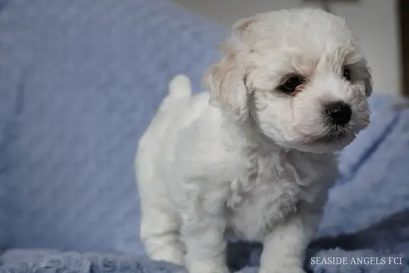 Bichon Frise –szczenięta z hodowli Seaside Angels(FCI) 2