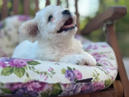 Bichon Frise –szczenięta z hodowli Seaside Angels(FCI) 4