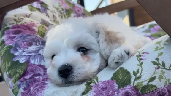 Bichon Frise –szczenięta z hodowli Seaside Angels(FCI) 3