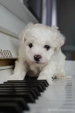 Bichon Frise –szczenięta z hodowli Seaside Angels(FCI) 6