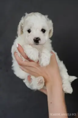Bichon Frise –szczenięta z hodowli Seaside Angels(FCI) 7