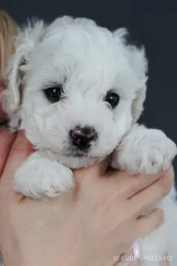 Bichon Frise –szczenięta z hodowli Seaside Angels(FCI) 8