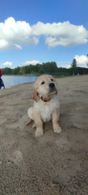 Golden retriever po przebadanych rodzicach gotowe do odbioru 1