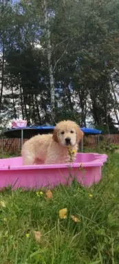 Golden retriever po przebadanych rodzicach gotowe do odbioru 2