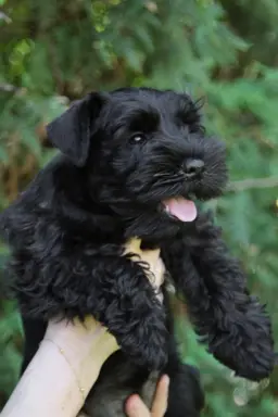 Piękny piesek sznaucer miniaturowy czarny 7