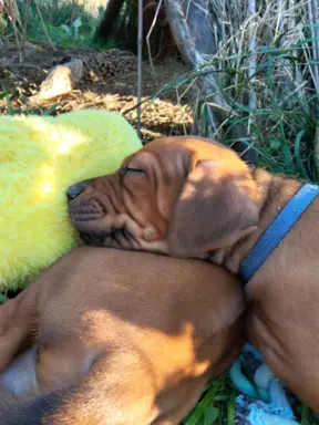 Rhodesian Ridgeback FCI - Spirit of Africa - miot 2026 - Uma 2