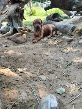 Rhodesian Ridgeback FCI - Spirit of Africa - miot 2026 - Uma 3