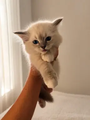 Ragdoll kotka z rodowodem 1