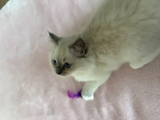 Ragdoll kotka z rodowodem 4