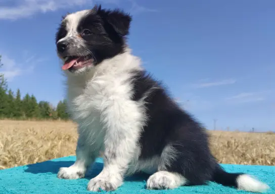 Przepiękna suczka BORDER COLLIE - dokumenty hod, badania rod 1