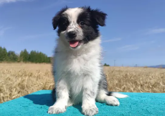 Przepiękna suczka BORDER COLLIE - dokumenty hod, badania rod 3