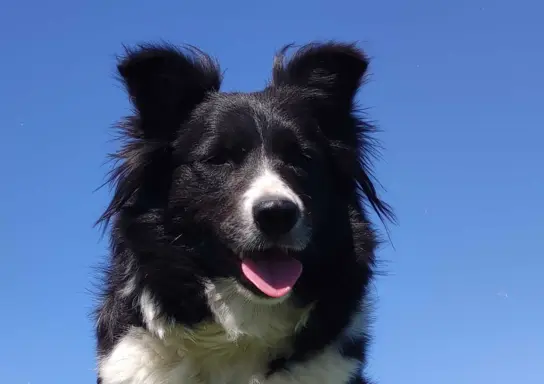 Przepiękna suczka BORDER COLLIE - dokumenty hod, badania rod 4
