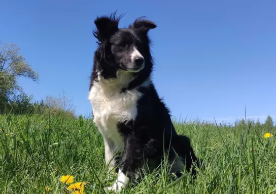 Przepiękna suczka BORDER COLLIE - dokumenty hod, badania rod 5