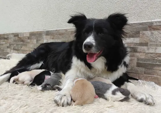 Przepiękna suczka BORDER COLLIE - dokumenty hod, badania rod 6