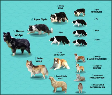 Przepiękna suczka BORDER COLLIE - dokumenty hod, badania rod 7